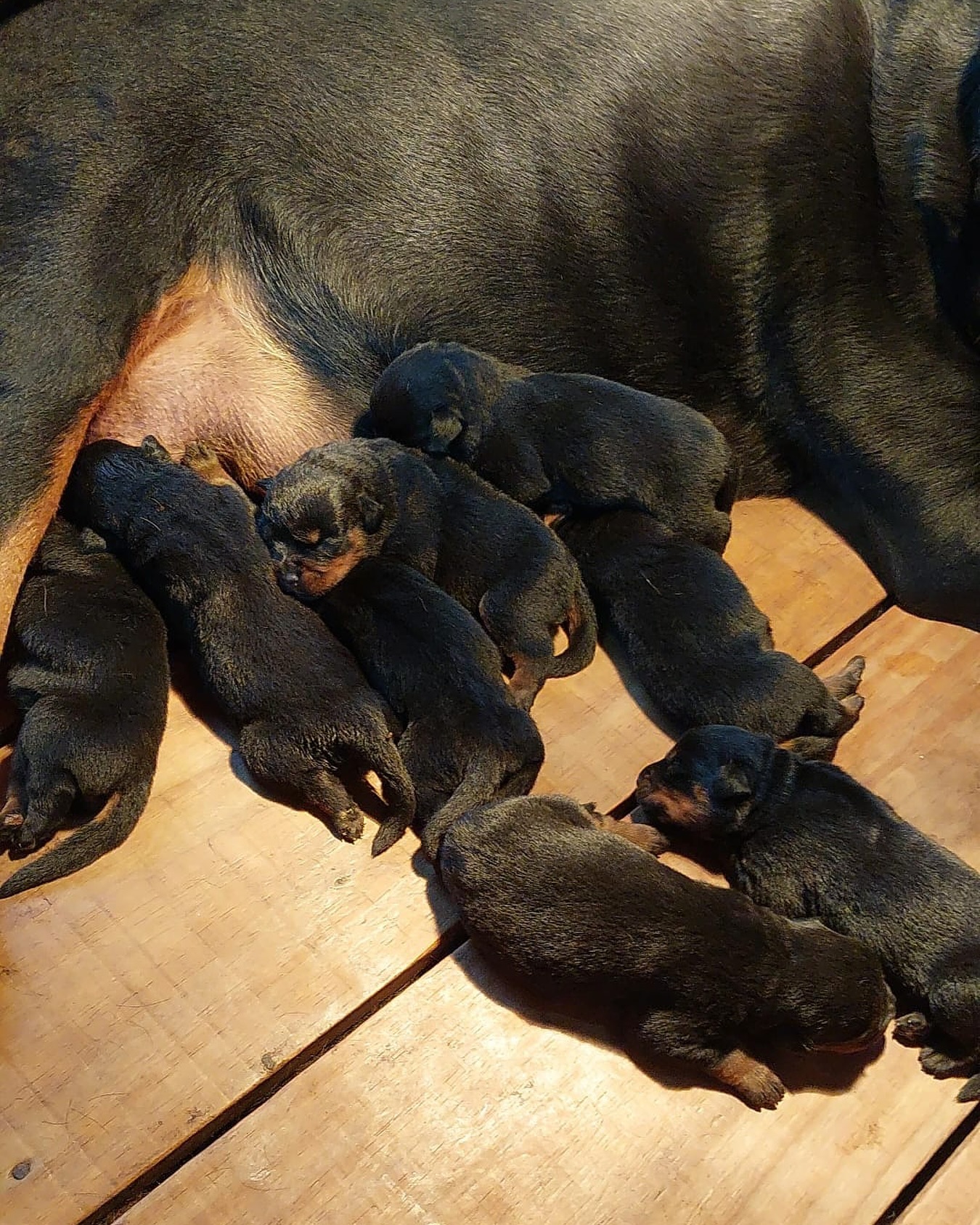 A litter of newborn Rottweiler puppies nursing alongside their mother