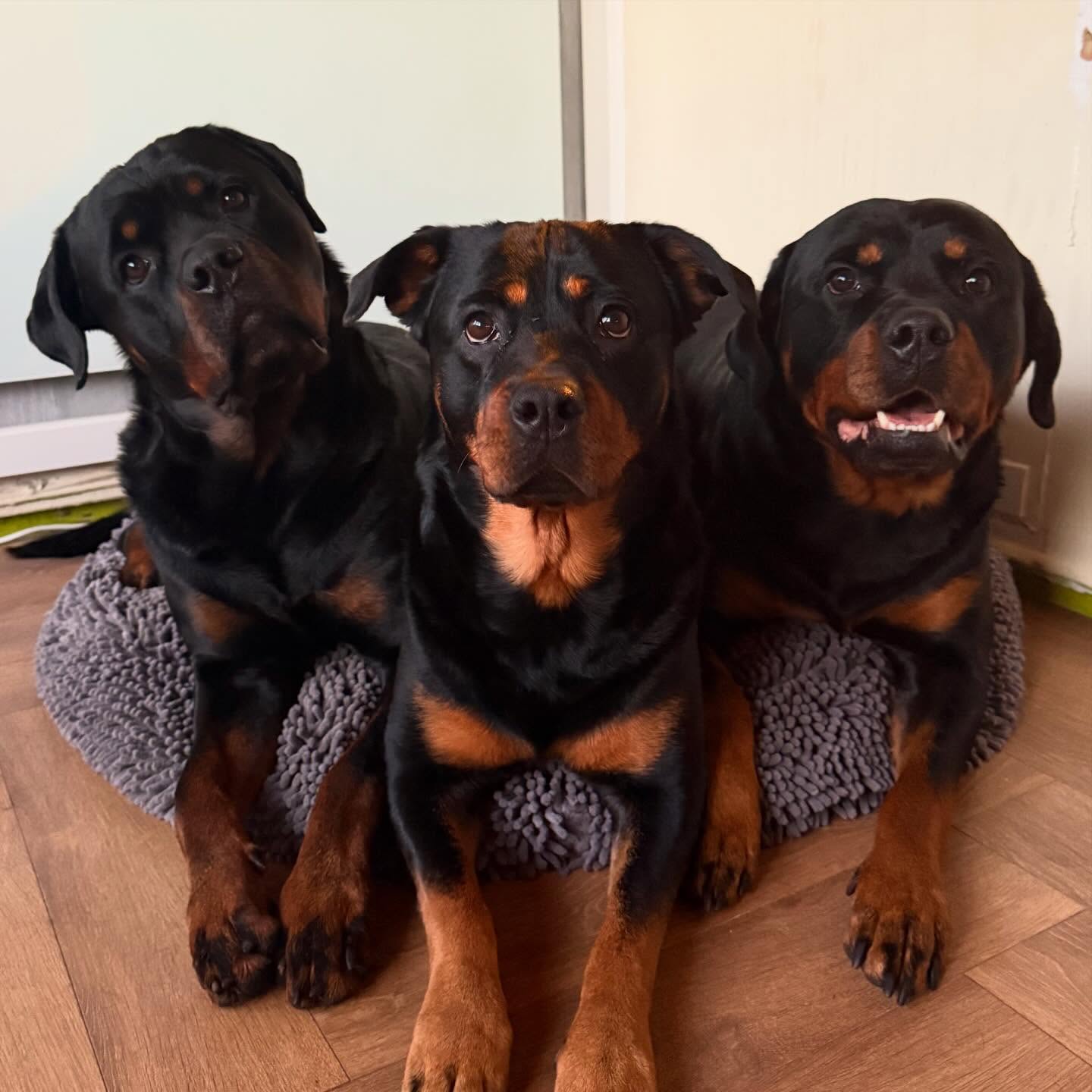 Three adult Rottweilers from the Bastion House breeding program sitting side by side