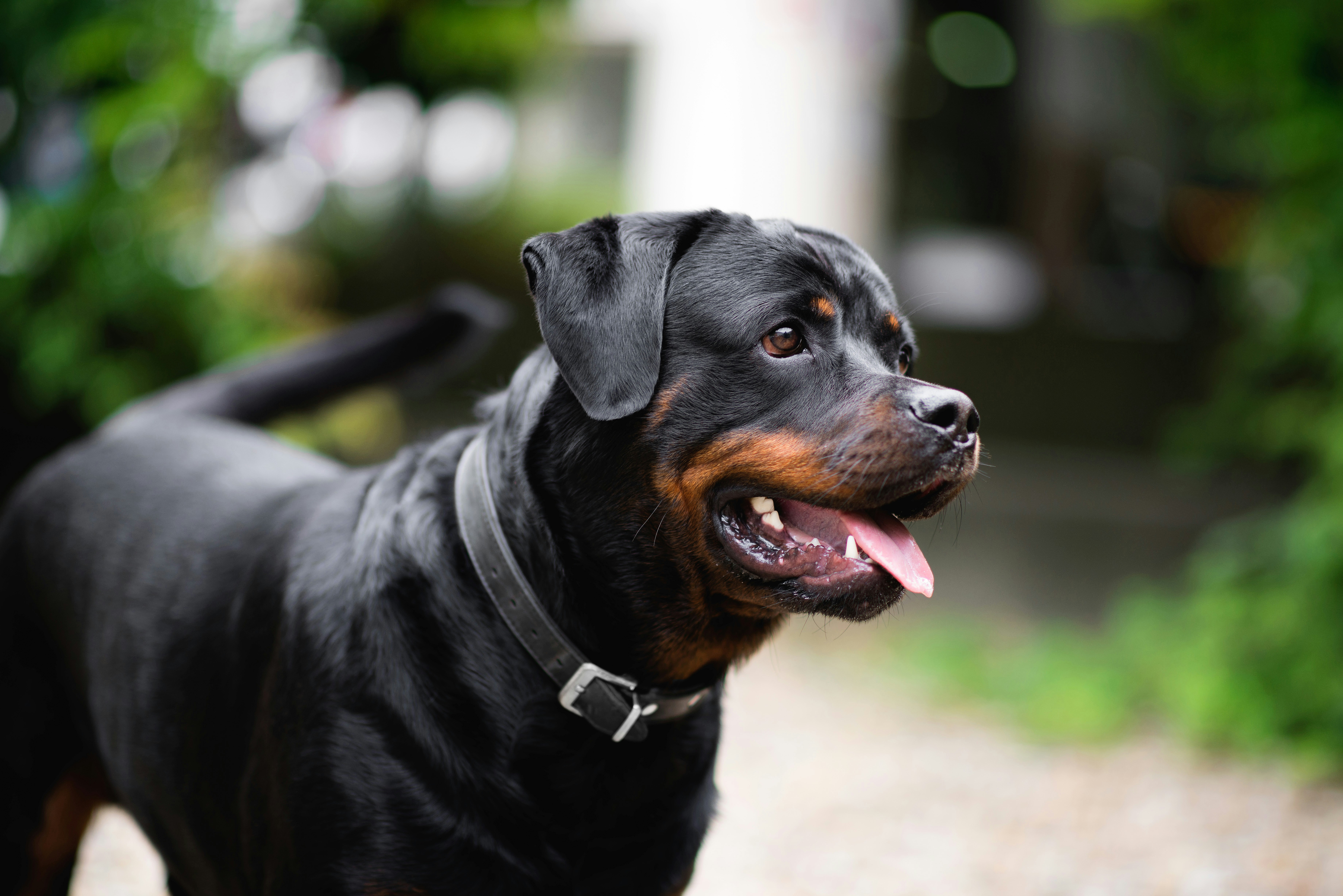 An adult Rottweiler in a quiet, considered environment