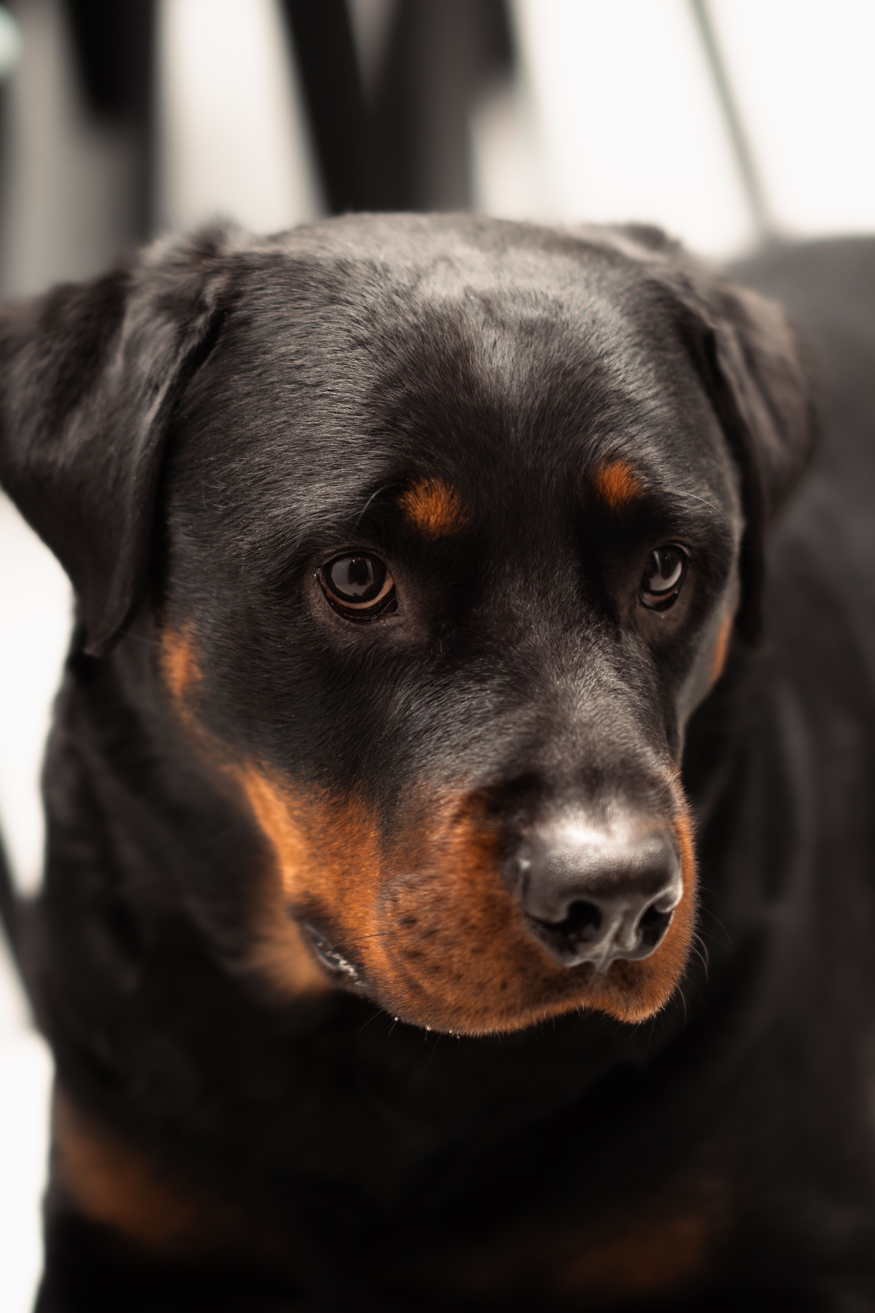 An adult Rottweiler with a calm, attentive expression