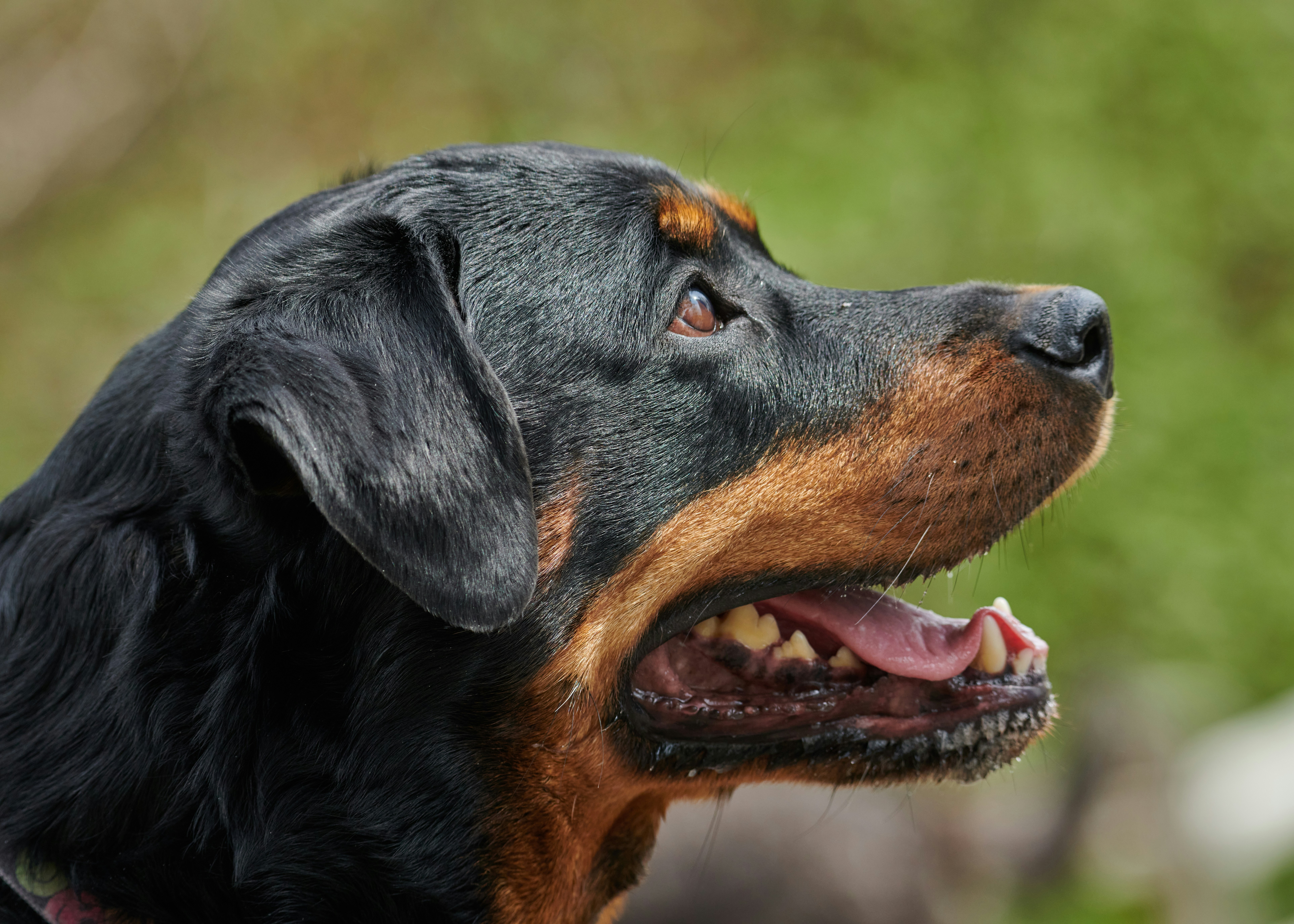 An adult Rottweiler in profile, outdoors