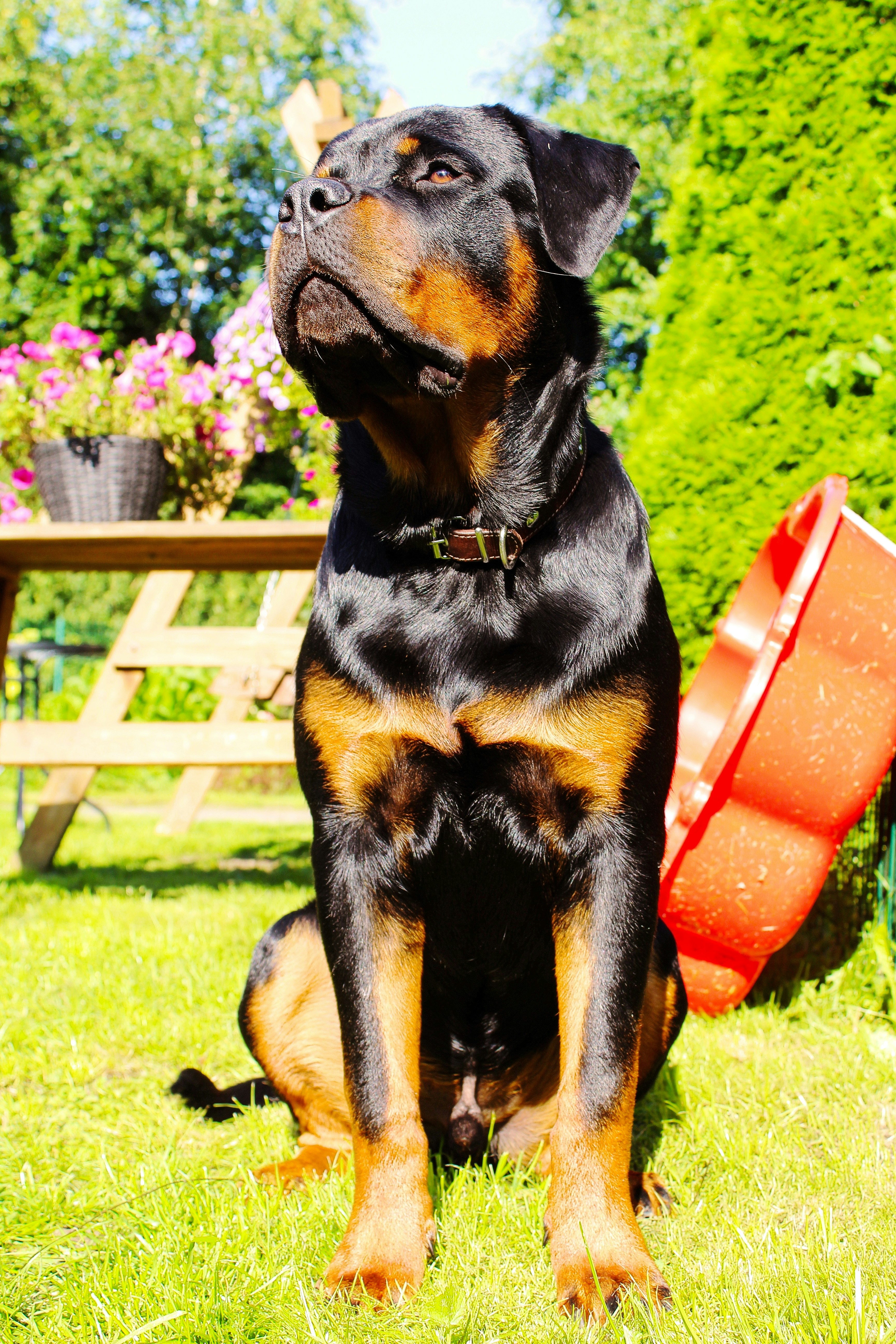 An adult Rottweiler sitting calmly in a sunlit garden, wearing a leather collar