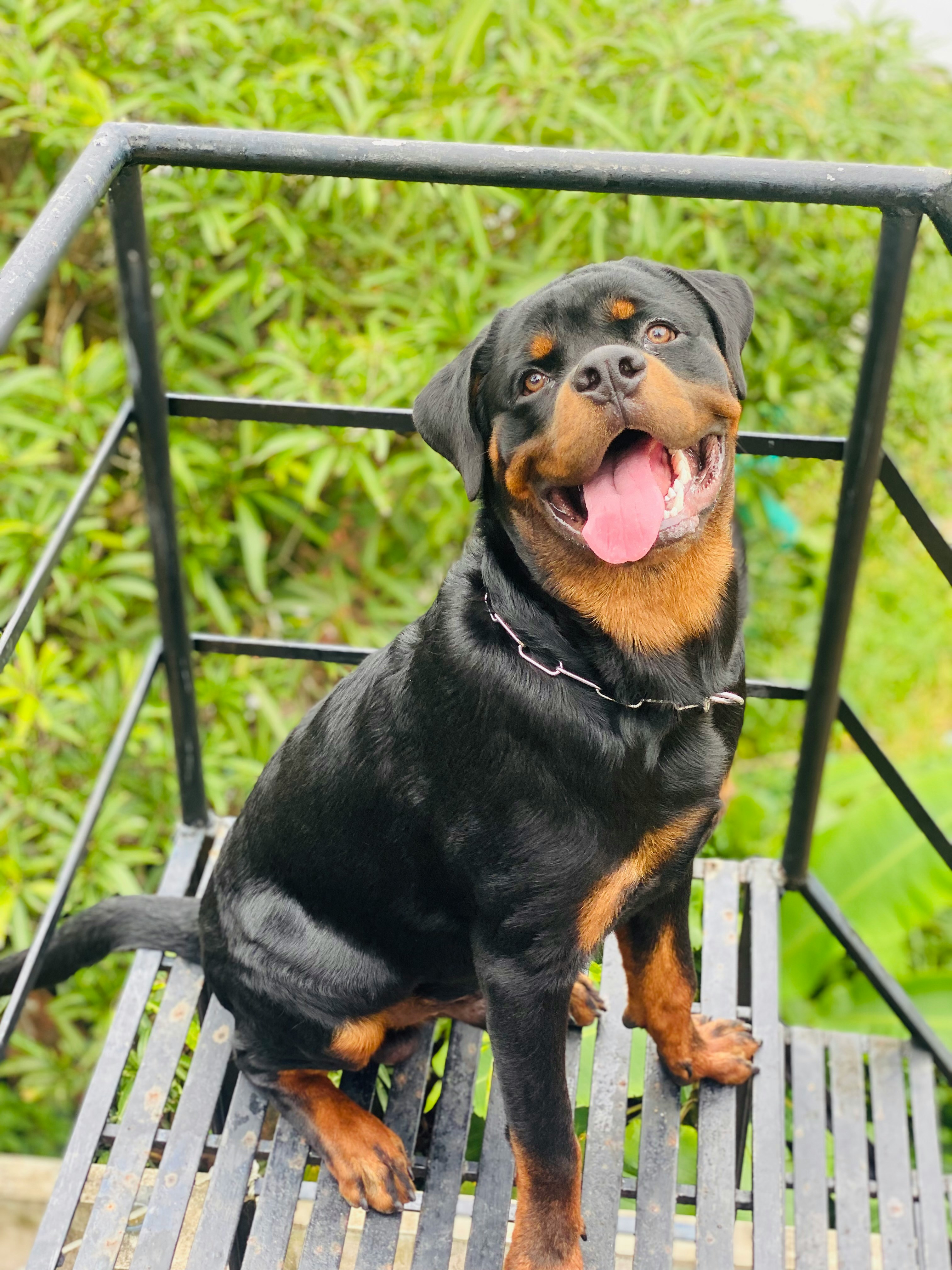 An adult Rottweiler in a quiet, considered setting