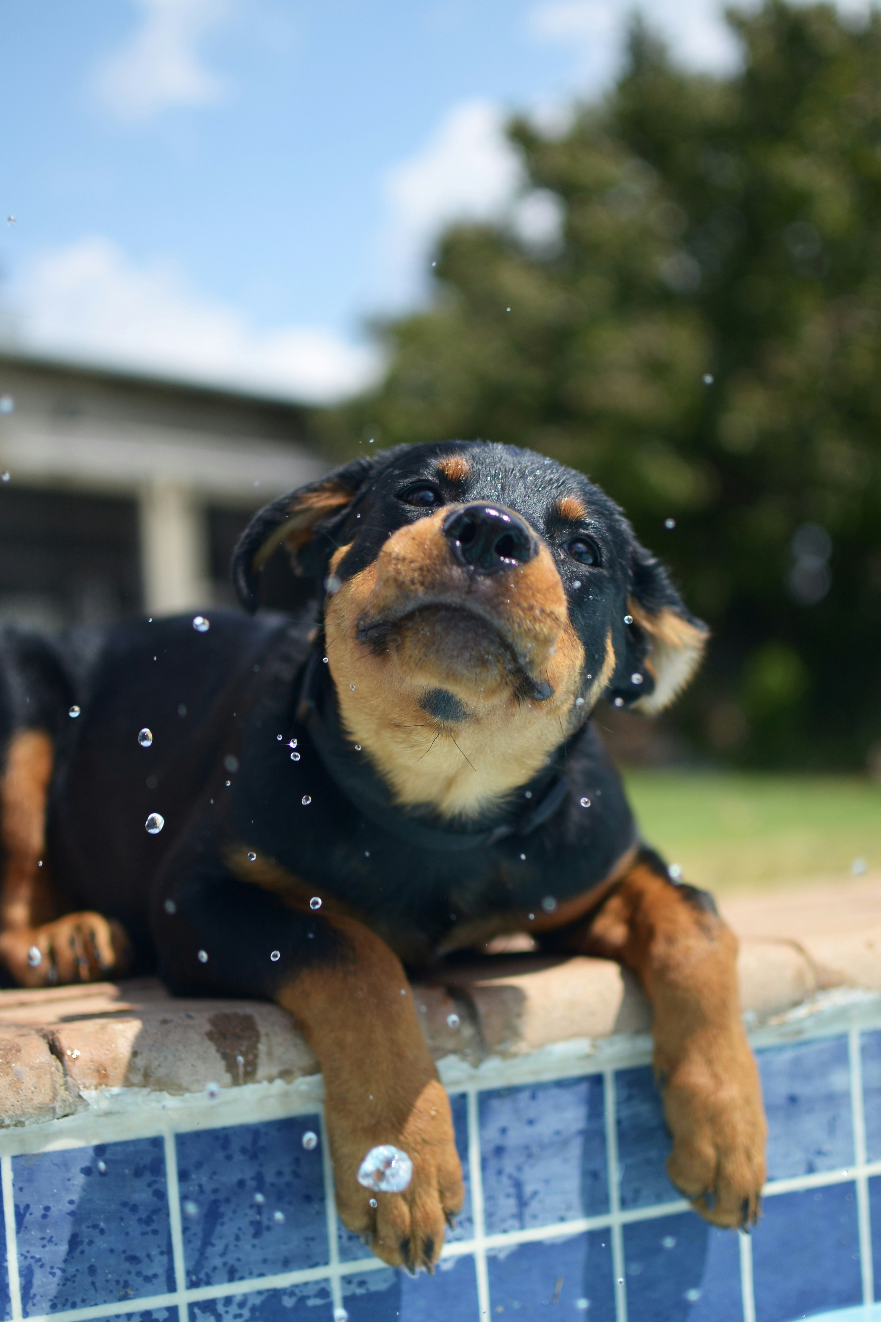 A Rottweiler puppy resting poolside on a sunny day